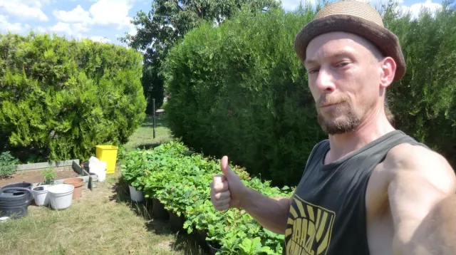 Bild: Agroforstwirtschaft mit Eichen und Hanf für mehr Artenvielfalt, Bewaldung und Bodenverbesserung