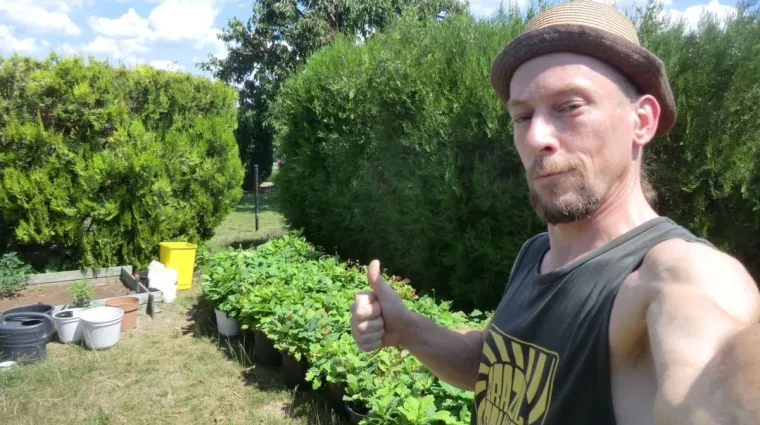 Bild: Agroforstwirtschaft mit Eichen und Hanf für mehr Artenvielfalt, Bewaldung und Bodenverbesserung