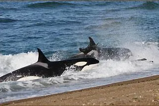 Bild: Fotografieren im Angriffskanal der Orcas auf Valdes/Argentinien