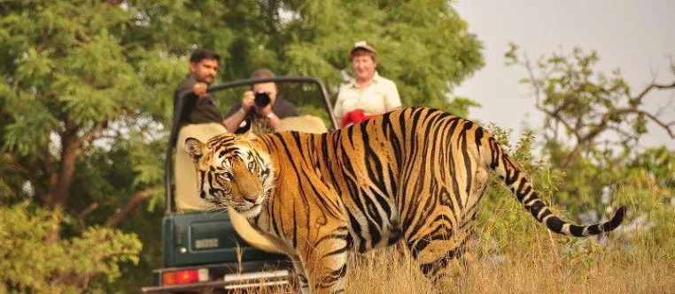 Mit Enchanting Travels auf den Spuren des „Dschungelbuchs“ in Indien: Dschungelkönig Tiger hautnah begegnen. Bild: Mit Enchanting Travels auf den Spuren des „Dschungelbuchs“ in Indien: Dschungelkönig Tiger hautnah begegnen.