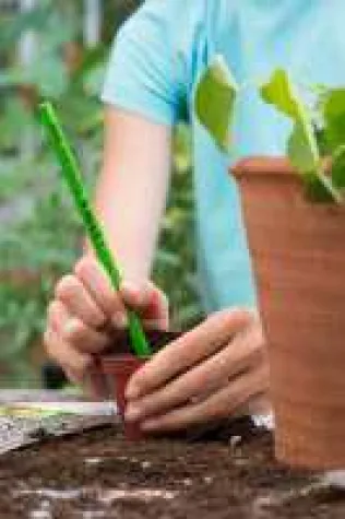 Bild: Anzucht von Gemüsepflanzen auf der Fensterbank