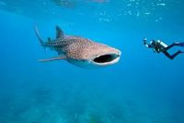 Bild: Schnorcheln und Tauchen mit Walhaien Rendezvous mit dem größten Fisch der Welt bei Thanda Island
