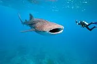 Bild: Schnorcheln und Tauchen mit Walhaien Rendezvous mit dem größten Fisch der Welt bei Thanda Island