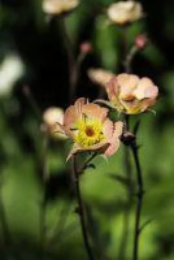 Nelkenwurz 'Pastelltraum' Nahaufnahme, Landgefühl