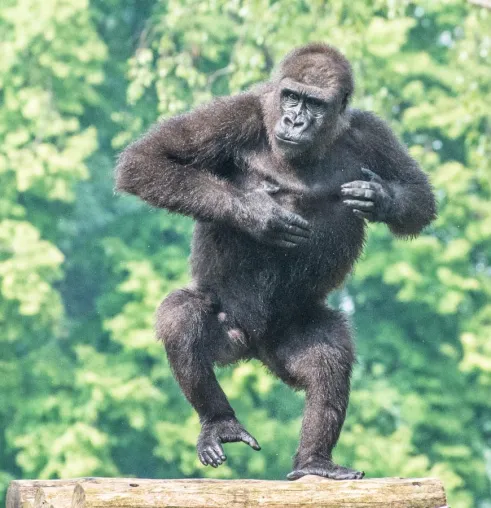 Bild: Fotografieren statt Knipsen: Fotoseminar "Tierfotografie" im Zoo Rostock