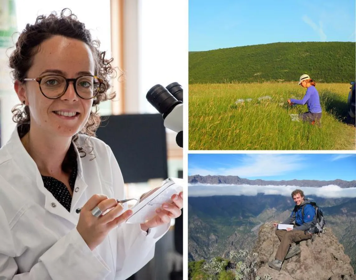 Die Preisträger während der Arbeit (v. links im Kreis): Inês Barbosa, Birgit Oelschlägel und Severin Irl. Fotos: Schwechheimer Lab, Birgit Oelschlägel und Angel Rebolé.  (DBG)