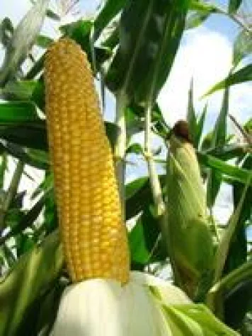 Bild: FarmSaat AG ergänzt Portfolio um leistungsstarke Neuzüchtung