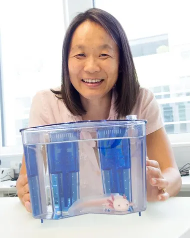 Bild: Wie kann ein Salamander ein verlorenes Bein nachwachsen lassen?