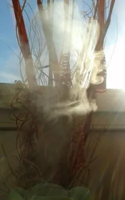 Bild: Feng Shui und Raumdüfte