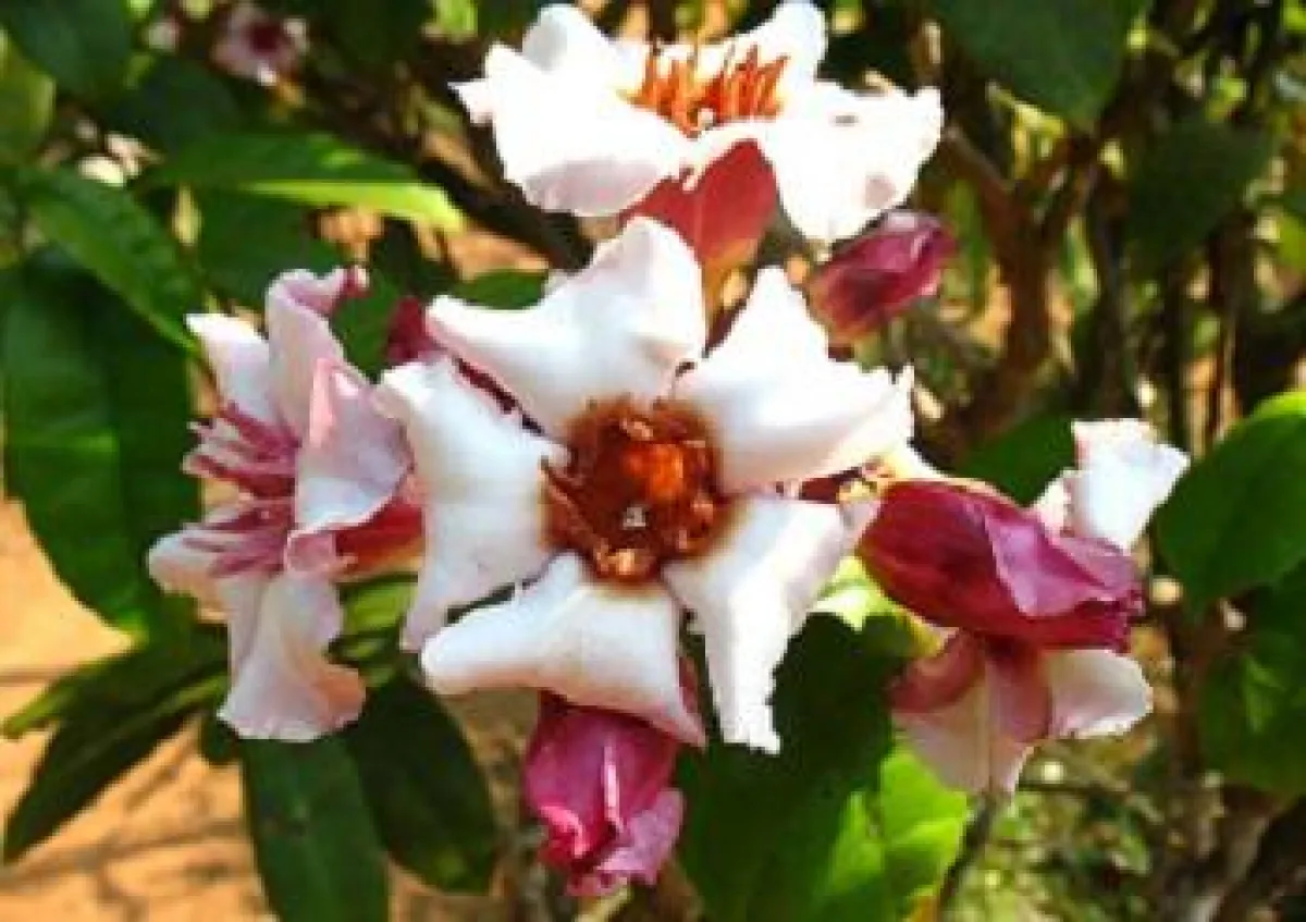 Strophantus-Pflanze (Wikipedia)