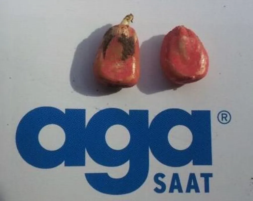 Die agaSAAT Sorte VASILI (re.) im Vergleich mit der Basepriming Variante, 7 Tage nach der Aussaat.