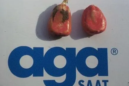agaSAAT Basepriming: Vegetativer Vorsprung durch innovative Saatgutbehandlung Bild: agaSAAT Basepriming: Vegetativer Vorsprung durch innovative Saatgutbehandlung