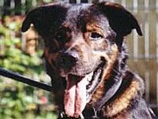 Bild: Hund tötet Katze - Bewährungsstrafe für den Besitzer