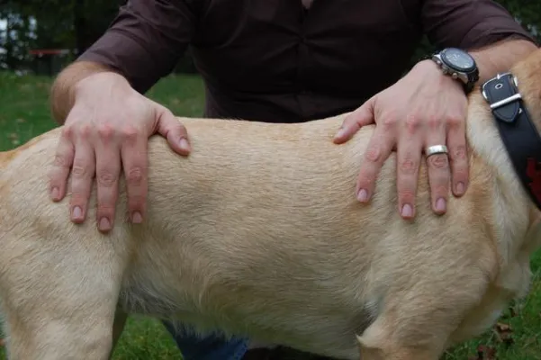 Bild: Stadthunde.com und die Hundephysiotherapie-Praxis GANGWERK starten Online-Sprechstunde