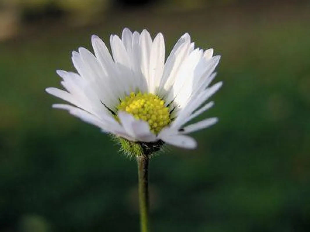Die Kamille, Symbol für die Heilkraft der Natur