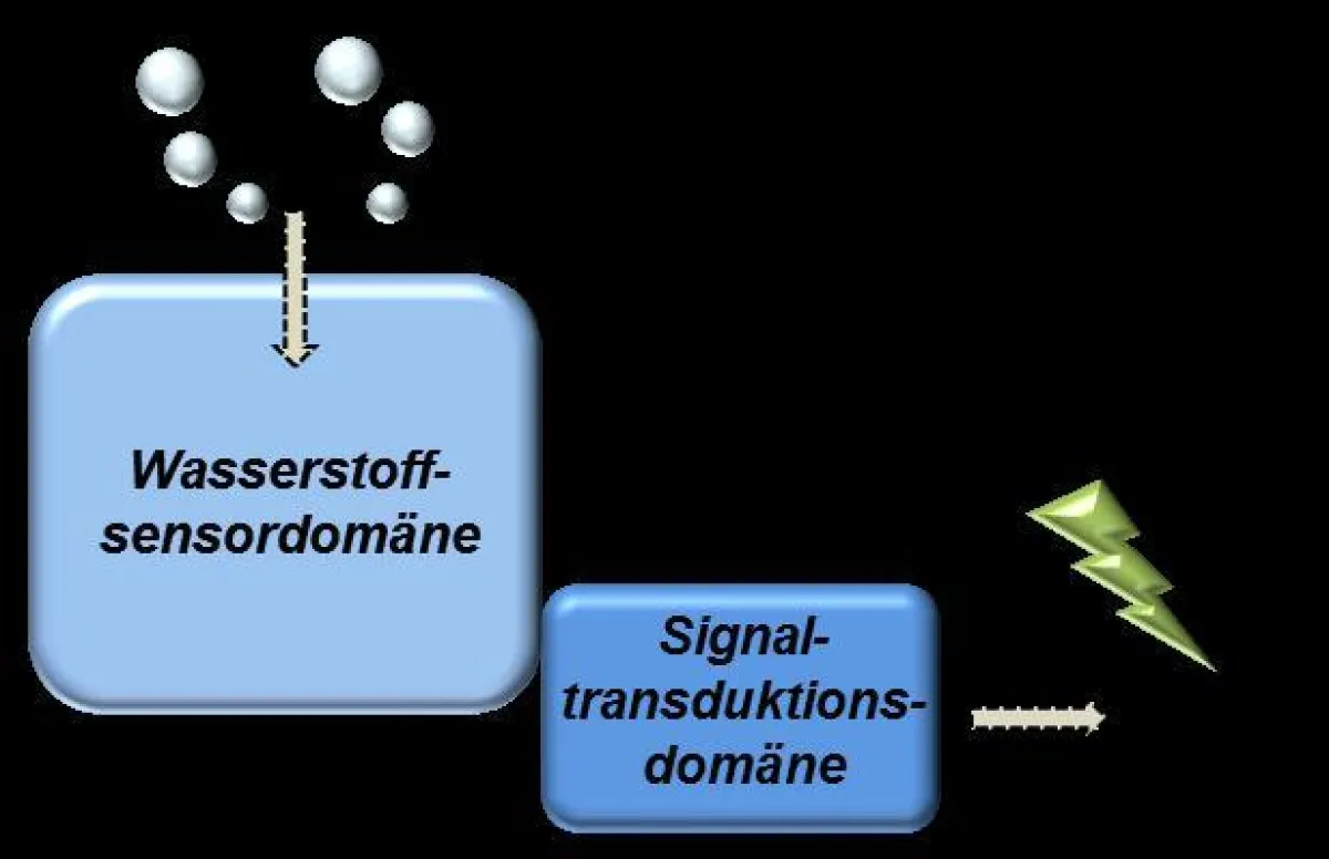 sensorische Hydrogenase ()