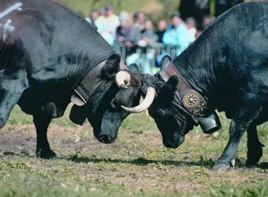 Bild: Das Aostatal kürt die Königin der Kühe