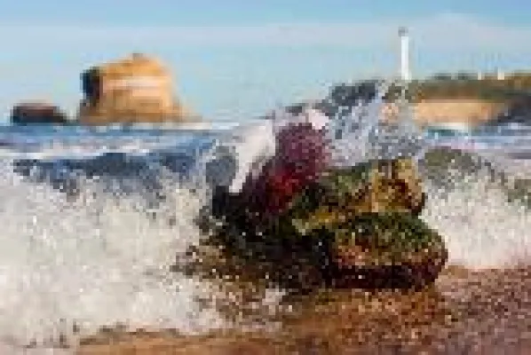 Bio-Hautpflege durch die Kraft der Algen Bild: Bio-Hautpflege durch die Kraft der Algen