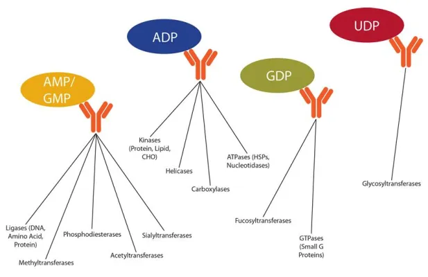 MoBiTec GmbH übernimmt Deutschland-Vertrieb der US Firma BellBrook Labs für High-Throughput Screening Assays Bild: MoBiTec GmbH übernimmt Deutschland-Vertrieb der US Firma BellBrook Labs für High-Throughput Screening Assays
