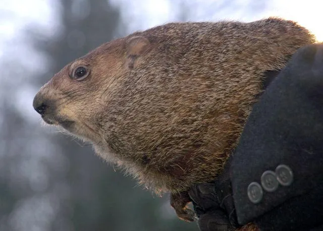 Und jährlich grüßt das Murmeltier - Zum Groundhog Day am 2. Februar nach Pennsylvania Bild: Und jährlich grüßt das Murmeltier - Zum Groundhog Day am 2. Februar nach Pennsylvania