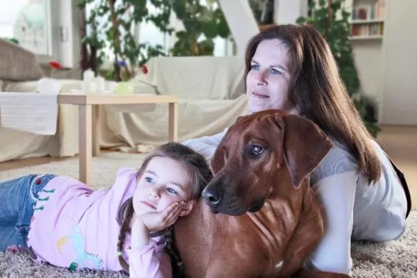Bild: AGILA Hundeversicherung zeigt, wie Vierbeiner gut durch die Adventszeit kommen