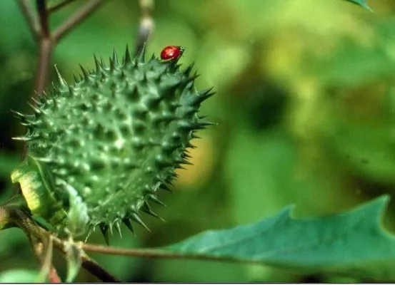 Bild: Seminar: „Ritter der Pflanzenwelt - Giftpflanzen kennen, Kinder schützen"