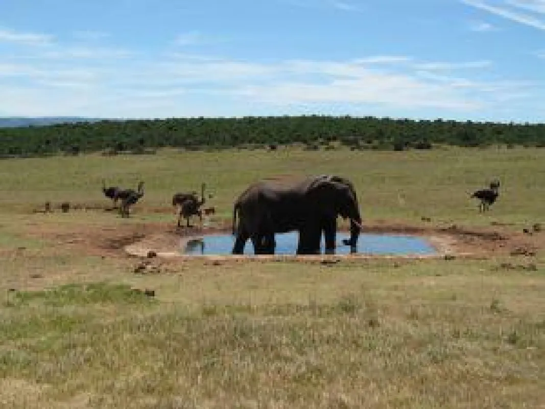 BU: Elefanten im Wasserloch, Foto: Wikinger Reisen. Abdruck honorarfrei, bitte nur mit Quellenangabe. Foto senden wir gern in hohe