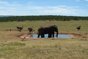 Bild: Südafrika: Auf Tuchfühlung mit wilden Tieren