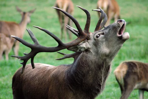 Bild: Hirschbrunft im Wildpark Eekholt