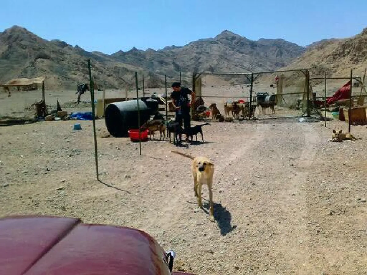 Dog Home in Dahab