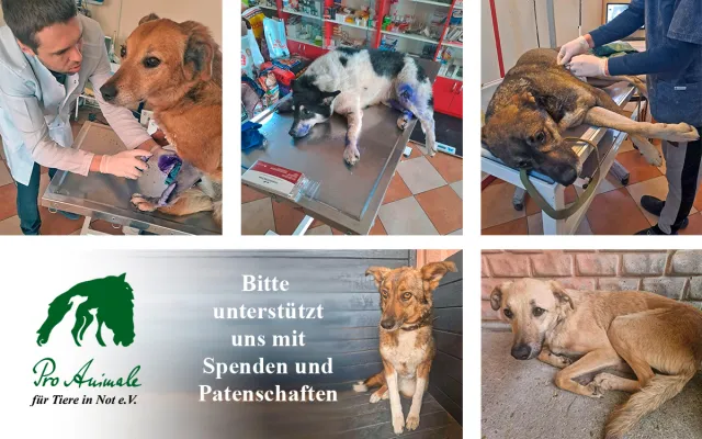 Bild: 43 Hunde aus Cherson gerettet – Pro Animale bittet dringend um Unterstützung für traumatisierte Tiere