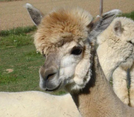 Alpakas - Exoten unter den Nutztieren Bild: Alpakas - Exoten unter den Nutztieren