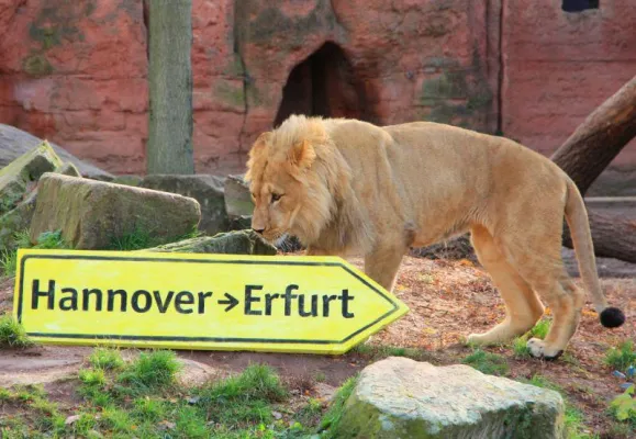 Abschied von Berberlöwen-Junge Joco im Erlebnis-Zoo Hannover Bild: Abschied von Berberlöwen-Junge Joco im Erlebnis-Zoo Hannover