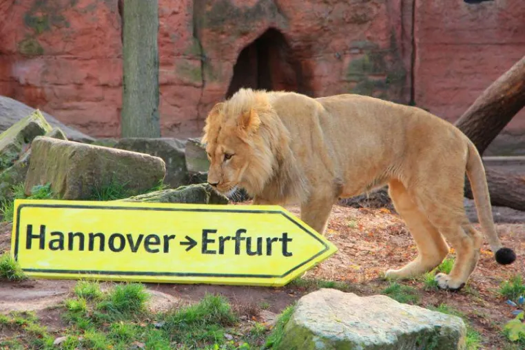 Bild: Abschied von Berberlöwen-Junge Joco im Erlebnis-Zoo Hannover