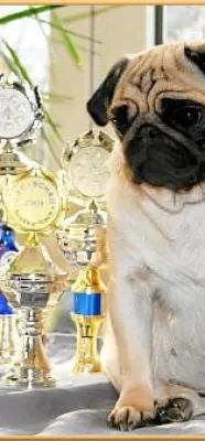 Bild: Ergebnisse der internationalen und nationalen Rassehundeausstellungen