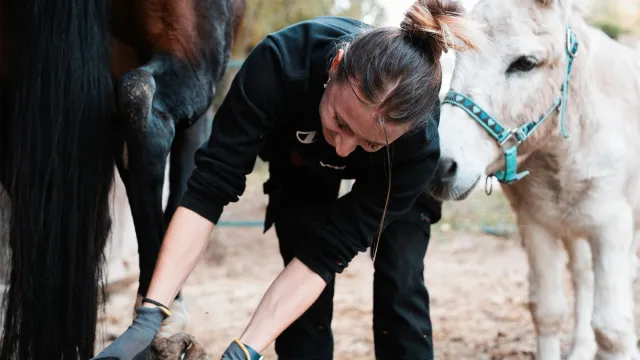 Hufbearbeitung Stampf: Individuelle Fachbetreuung statt Routine Bild: Hufbearbeitung Stampf: Individuelle Fachbetreuung statt Routine