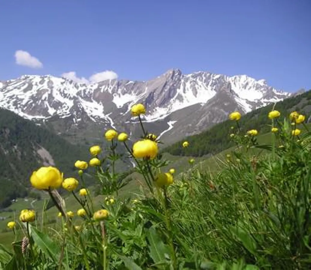 Bouton D'Or - Saint-Rhémy -en-Bosses - Copyright Daniele Ronc