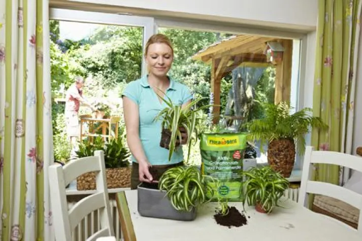 Bild: Richtige Pflege für Zimmerpflanzen