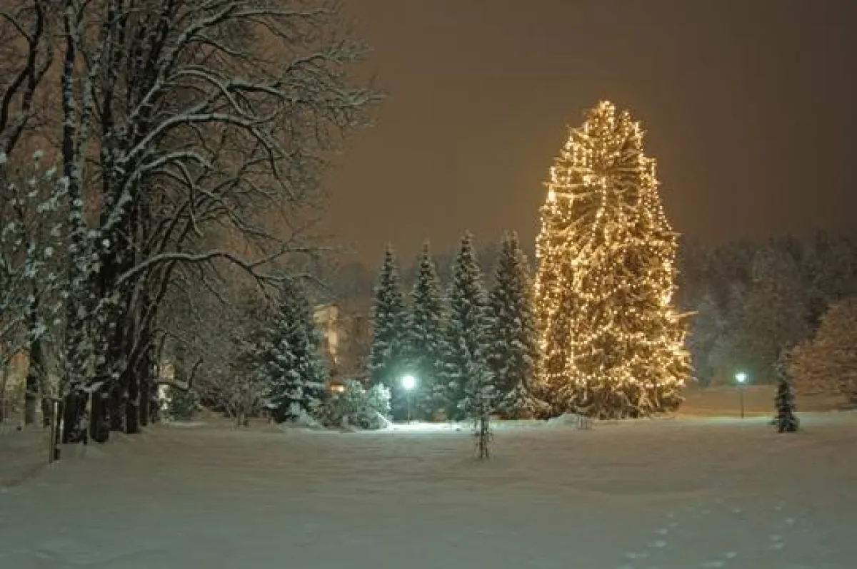Größter lebender Christbaum im Park des Fünf-Sterne-Hotels Warmbaderhof in Kärnten