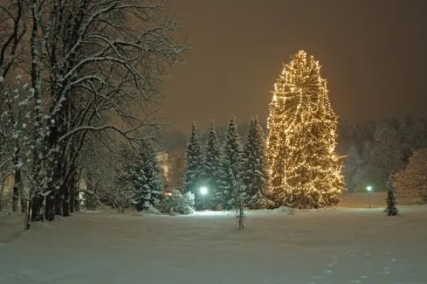 Bild: Größter lebender Christbaum im Park des Fünf-Sterne-Hotels Warmbaderhof in Kärnten