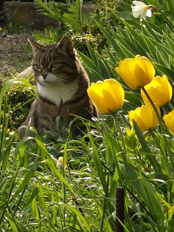 Schlosskater Emilio mit Tulpen im Schlossgarten zu Zeilitzheim