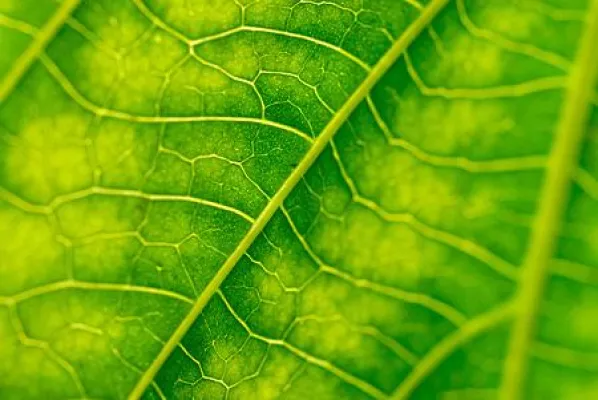 Bild: Makrofotografie im Botanischen Garten München - Fotokurs für Einsteiger