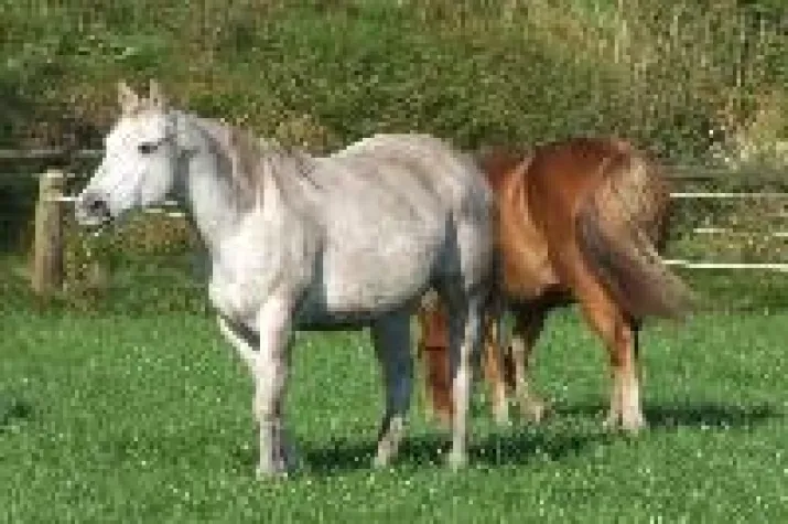 Bild: Australische Buschblüten - Wirksame Blütenessenzen aus dem Busch