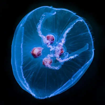 Bild: Unterwasserwelt entdecken beim Fotoworkshop „Fische, Seesterne und andere Meeresbewohner“