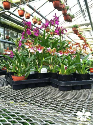 Bild: Tag der Deutschen Einheit mit Orchideen auf dem Grenzzaun