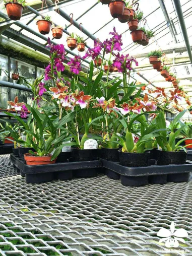 Bild: Tag der Deutschen Einheit mit Orchideen auf dem Grenzzaun