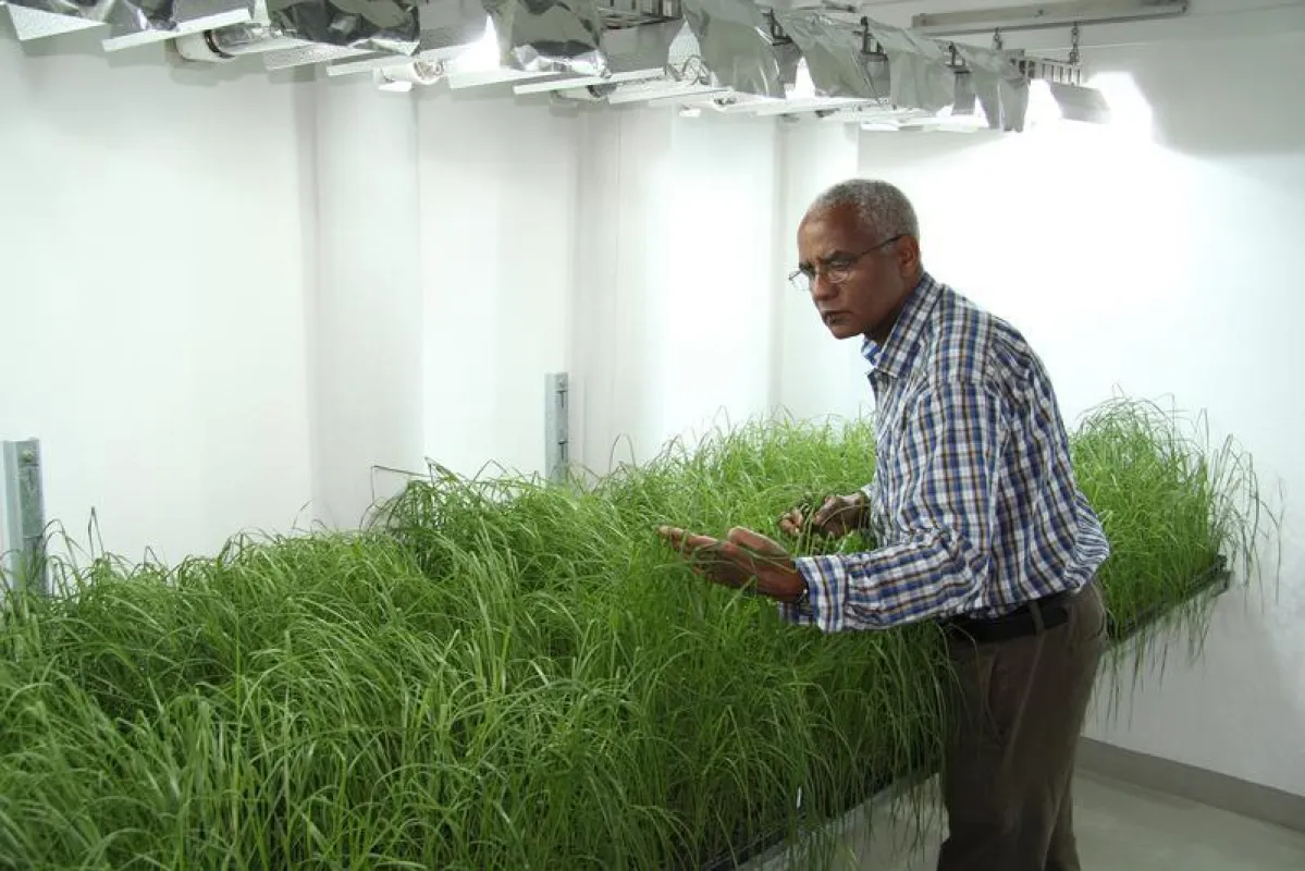 Dr. Zerihun Tadele mit der stabileren Zwerghirse am Institut für Pflanzenwissenschaft. (Marc Grémillon, Institut für Pflanzenwissenschaft, Universität Bern.)