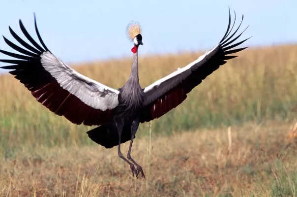 Bild: Kenia beflügelt - Das ostafrikanische Urlaubsparadies als Top-Destination für Vogelbeobachter