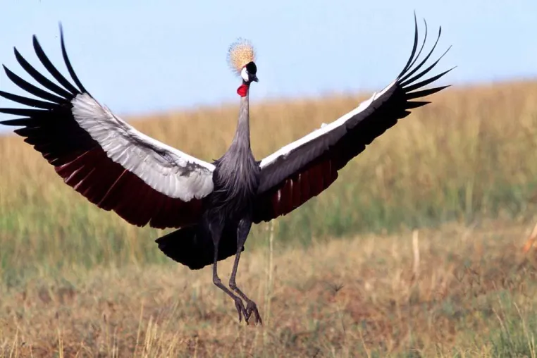 Bild: Kenia beflügelt - Das ostafrikanische Urlaubsparadies als Top-Destination für Vogelbeobachter