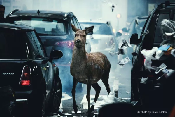 Erst Franck Ribéry, dann Jan Haft, jetzt NaturVision - Filmfestival angelt sich Hirschkuh "Baby" als Werbestar Bild: Erst Franck Ribéry, dann Jan Haft, jetzt NaturVision - Filmfestival angelt sich Hirschkuh "Baby" als Werbestar